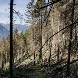 La répartition des coûts de l'entretien des forêts pour la période 2025-2028 entre la Confédération et l'Etat du Valais (photo d'illustration). KEYSTONE/JEAN-CHRISTOPHE BOTT